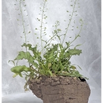 rasenstueckflora_web-1