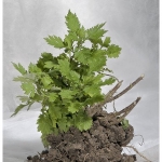 rasenstueckflora_web-2