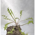 rasenstueckflora_web-3