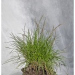 rasenstueckflora_web-4