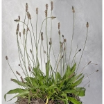 rasenstueckflora_web-5