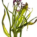 tulipaanimaset1_web